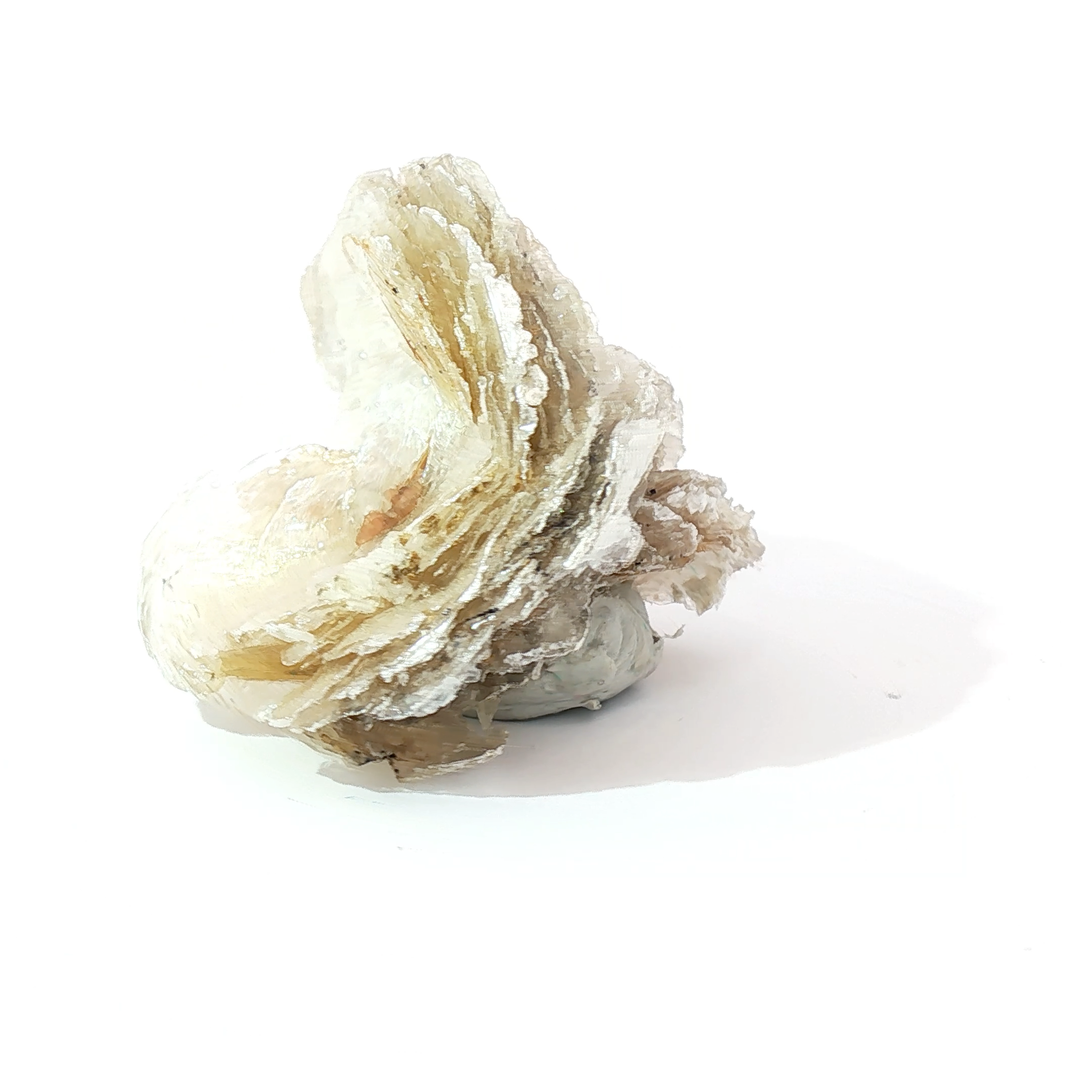 Polylithionite