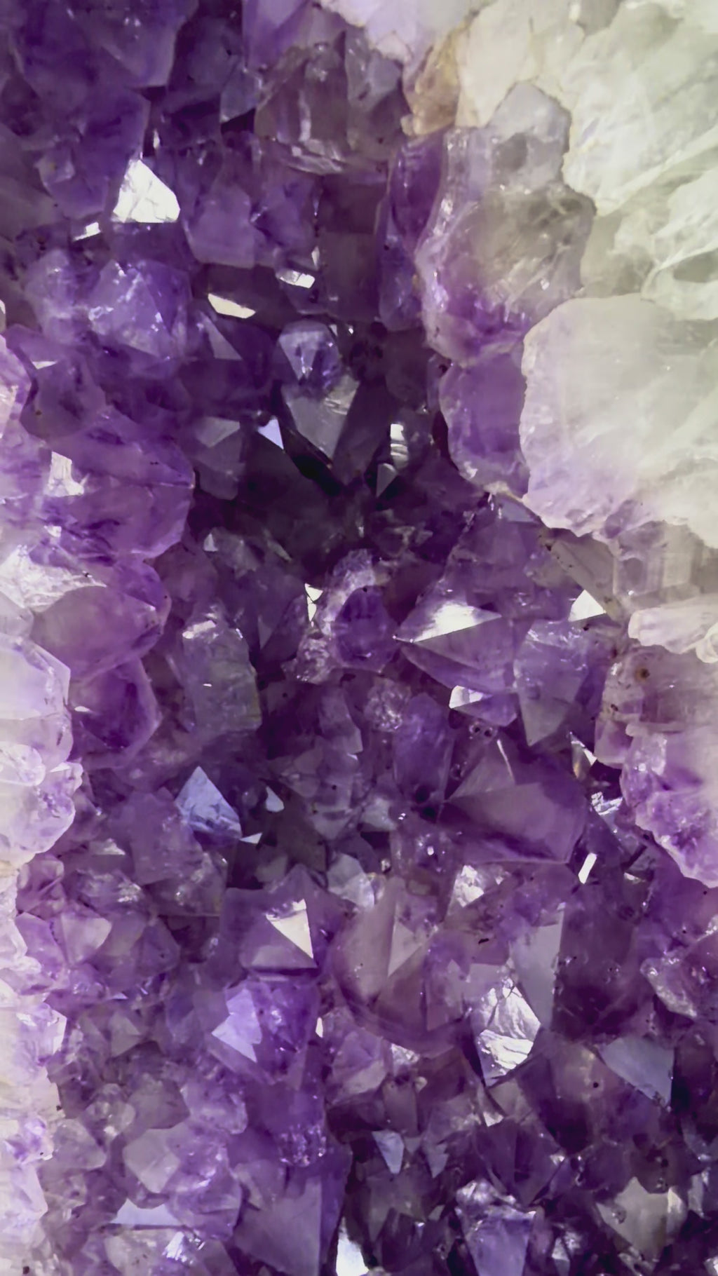 Wings in Violet I